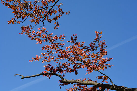 Slender branches of a tricolor European beech tree hold vibrant purple and pink variegated leaves against a bright blue sky - latin name - Fagus sylvatica Purpurea Tricolor