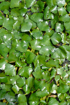 Water caltrop plant with a dense green mat of fan shaped floating leaves covering the water surface - latin name - Trapa natans