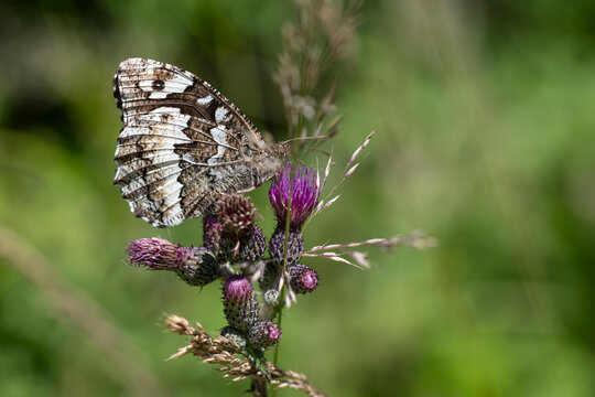 Great Banded Grayling butterfly (Brintesia circe) feeding on thistle flower in Beskid Slaski, Poland