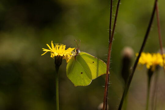 Common brimstone butterfly Gonepteryx rhamni feeding on a wildflower in Silesian Beskids mountains Poland