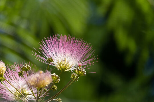 Blooming pink Persian silk tree flowers (Albizia julibrissin) close up with green background