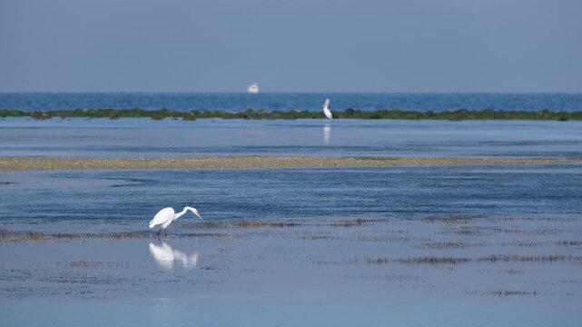 An egret foraging in the calm, shallow waters of a tidal mudflat in Seaholme, Altona, Melbourne, Australia, with a pelican and distant boat visible along the deep blue horizon of Port Phillip Bay.