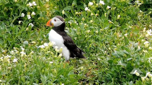 An atlantic puffin (Fratercula arctica) runs through masses of white flowers on the sea campion that covers the island of Inner Farne during the breeding season. 