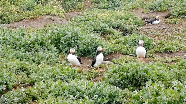 Atlantic puffins (Fratercula arctica) gather near their nest burrows in the Farne Islands. The burrow openings can be seen in patches of bare earth. The rest of the ground is covered with green plants