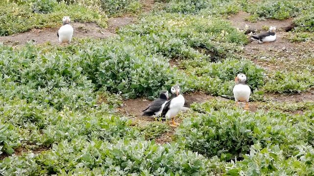 Atlantic puffins (Fratercula arctica) gather near their nest burrows in the Farne Islands. The burrow openings can be seen in patches of bare earth. The rest of the ground is covered with green plants