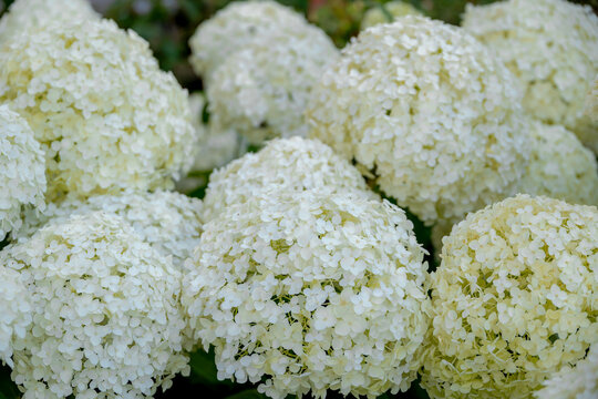 Selective focus bushes of Hydrangea Arborescens flower in the garden, White hortensia or Smooth hydrangea is a species of flowering plant in the family Hydrangeaceae, Natural floral pattern background