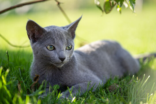 Russisch Blau Katze geni&szlig;t die Zeit im Garten