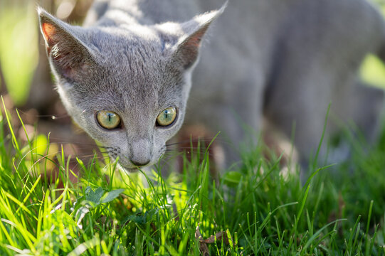 Russisch Blau Katze zuhause im Garten