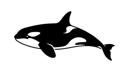 Fototapeta premium Beautiful Killer Whale or Orca Dolphin Leaping Out of the Ocean