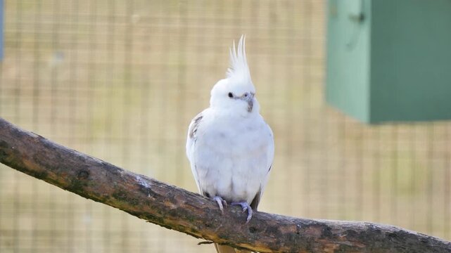 White bird sitting on the tree branch