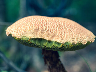 Russell's Bolete Mushroom Macro Close Up in Maine Forest © Katie Dobies