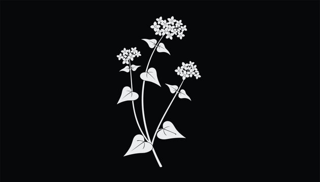 White botanical illustration of buckwheat plant with small blossoms and heart shaped leaves on black background.