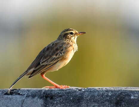 Wild Paddyfield Pipit Bird Perched Outdoors