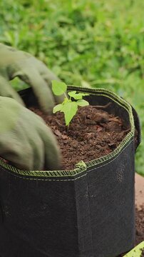 Vertical video. Gardener Wearing Protective Gloves Adds Dark Soil around a Young Papaya Seedling in a Black Fabric Pot, Supporting Healthy Root Development