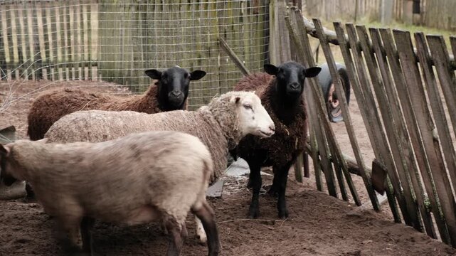 Flock of sheep grazes peacefully in a rustic farm setting alive with nature. Detailed closeup of brown and white sheep herd. Concept of sheep farming and herding. Open-air sheepfold. Farmhouse