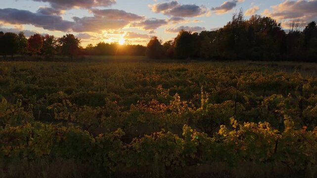 Cinematic drone footage of vineyard rows at sunset with golden light and clouds.