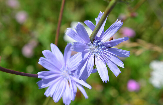Two Blue Chicory Flowers Blooming in a Meadow