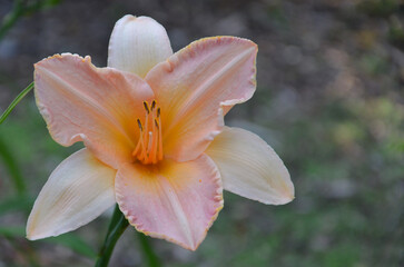 Fototapeta premium ' Mini pearl ' Hemerocallis daylily summer blooming flower. Closeup isolated outdoors peach color flowering plant, petals, stamens .Growing, planting, landscaping daylilies concept. Free copy space.