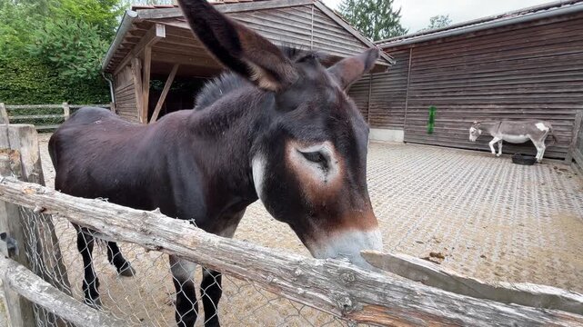 Close Portrait of Curious Donkey Looking Toward Camera in Animal Enclosure