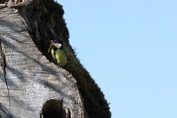 Great Tit gathering moss for nest building in spring, Swabian Alb, Germany © Frank Fichtmüller
