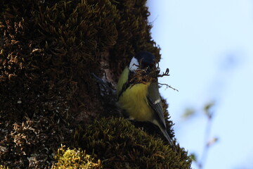 Great Tit gathering moss for nest building in spring, Swabian Alb, Germany © Frank Fichtmüller