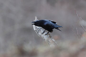 Obraz premium Mystical Common Raven perched on a gnarled branch in the Swabian Alb, Germany