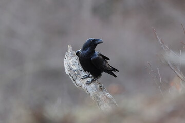 Obraz premium Mystical Common Raven perched on a gnarled branch in the Swabian Alb, Germany