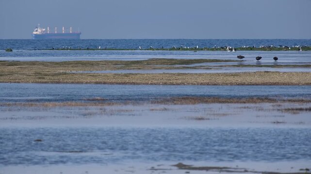 Shallow low-tide mudflats along the Altona foreshore in Seaholme, Melbourne, Australia. Seabirds gather in the foreground, while a large cargo container ship on horizon of Port Phillip Bay