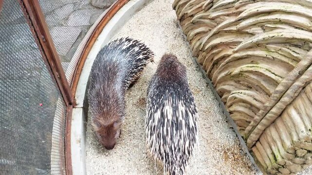 Hystrix javanica is a type of rodent from the Hystricidae tribe which is endemic to Indonesia.