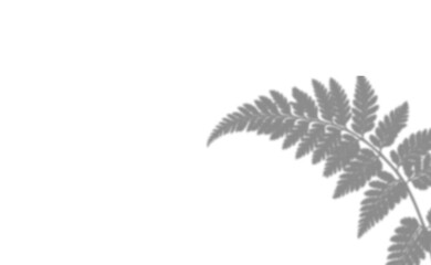 Shadow of a fern leaf isolated on transparent background © Osman Hadi