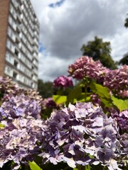 Obraz premium Summer in the city