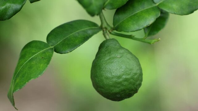 Fresh Kaffir Lime Fruits Growing on Tree