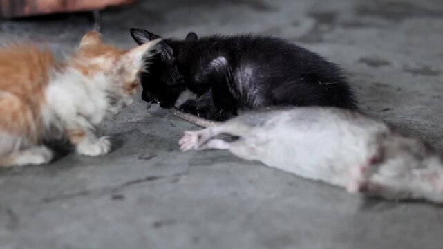 Ginger and black kittens playing with dead rat carcass on concrete floor.