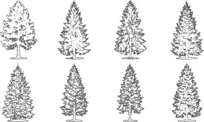 Set of handdrawn coniferous trees © archsymbols