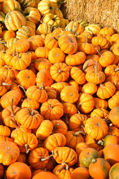 Saskatchewan, Canada - 11th October 2025. Photo of vibrant little pumpkins in prairie autumn.