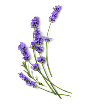 Fresh Lavender flowers bundle on a white