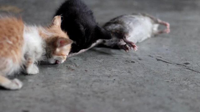 Ginger and black kittens playing with dead rat carcass on concrete floor.