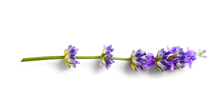 Lavender flower isolated on a white background