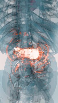 X-Ray Style View of the Human Body Highlighting the Pancreas, Internal Organs and Skeletal System Anatomy, 3d render