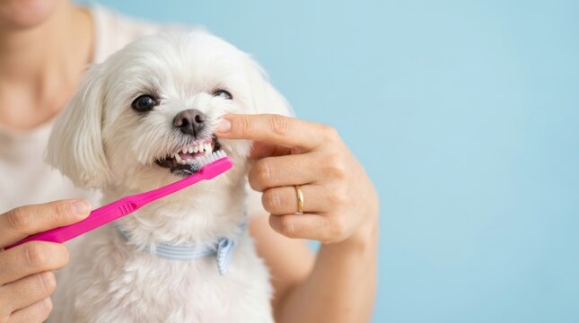 A person using a pink toothbrush to clean a small dog's teeth highlighting the importance of pet dental hygiene and care