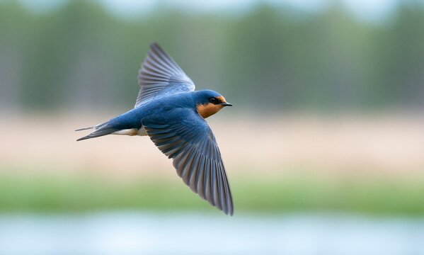 Graceful Barn Swallow (Hirundo rustica) in Flight Over Natural Habitat