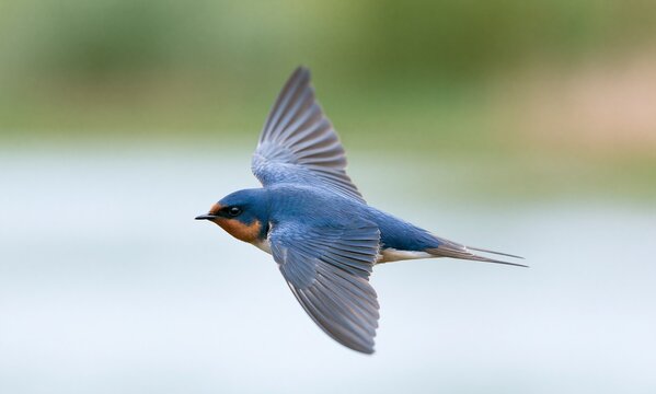 Barn Swallow (Hirundo rustica) in graceful flight over a calm water