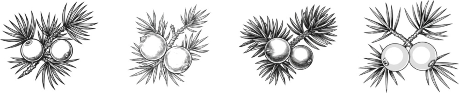 A vintage herbarium sketch of two round juniper berries nestled among sharp needle-like leaves on a scaly twig, rendered in clean botanical line art with a monochrome black and white palette against