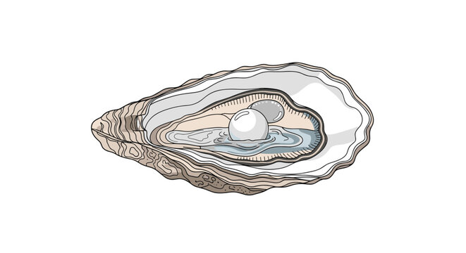 Open oyster shell displaying a shiny white natural pearl inside its realistic nacre textured shell drawing.