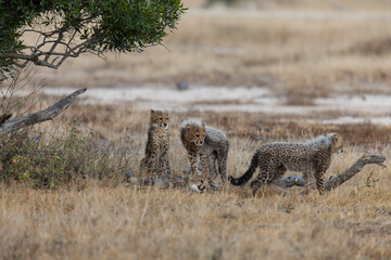 Cheetah cubs in the wild © Jurgens