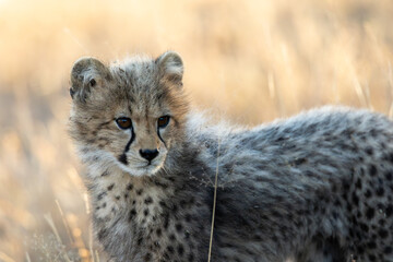 A portrait of a young cheetah cub © Jurgens