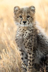 A portrait of a young cheetah cub © Jurgens