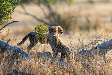Cheetah cubs in the wild © Jurgens