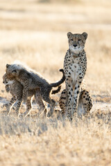 a cheetah mother with her cubs © Jurgens