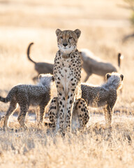 a cheetah mother with her cubs © Jurgens